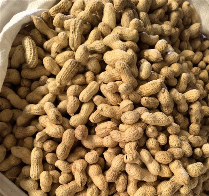 Kacang Tanah dalam Kulit 9/11 2024 Tanaman Baru