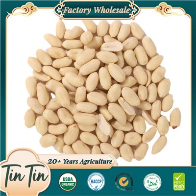 Kacang pucat premium: kualitas tinggi untuk pasar global