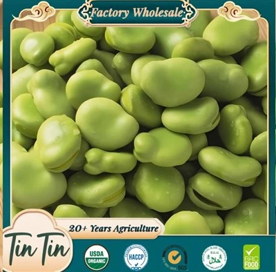 Kacang Lebar Segar Musim Baru