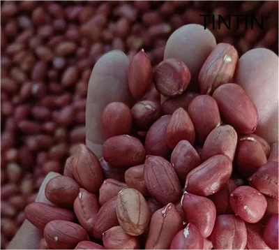 Grosir 100% Biji Kacang Merah Cina Alami dan Kualitas Terbaik